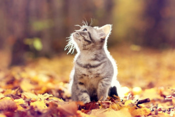 Фотография к новости: Погода без осадков сохранится на большей части страны шестого сентября 