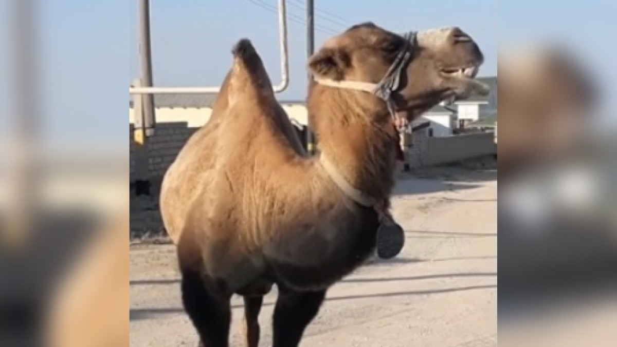 Кадр из видео