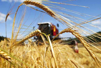 Фотография к новости: Хороший урожай зерна ожидают получить в Буландынском районе