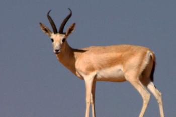 Фотография к новости: Пенсионера задержали за незаконную охоту на джейрана в Алматинской области