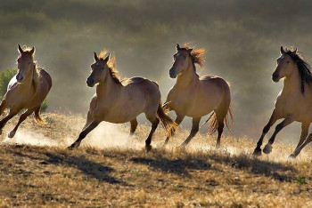 Промышлявшую скотокрадством группировку пресекли в Туркестанской области