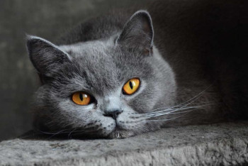 Ясновидящего кота продают за 5 млн рублей в России