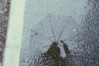 Фотография к новости: Дождь со снегом ожидается на севере Казахстана 1 сентября