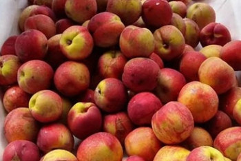 Фотография к новости: Больше 20 тонн казахстанских нектаринов уничтожили в России