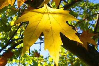 Фотография к новости: Каким будет сентябрь в Казахстане, рассказали синоптики