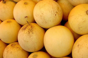 Фотография к новости: Россельхознадзор трижды не пропустил казахстанские дыни в Оренбургскую область