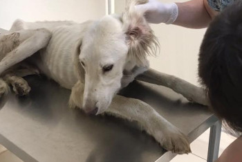 Жестокое обращение с тазы: животных направили в ветклинику