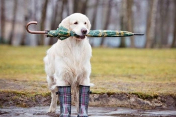 Фотография к новости: Погода без осадков ожидает жителей запада страны 28 августа 