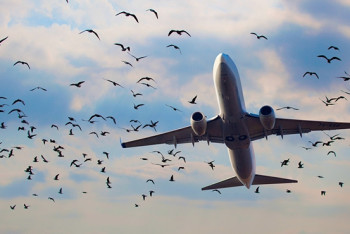 Фотография к новости: Около 10 столкновений самолётов с птицами произошло в аэропорту Алматы в этом году