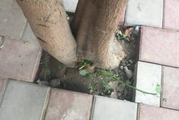 Фотография к новости: Закатавших деревья в бетон на отремонтированных улицах Алматы оштрафовали