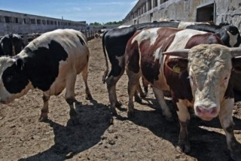 Фотография к новости: Ситуация по падёжу скота в Актюбинской стабилизировалась - Минсельхоз