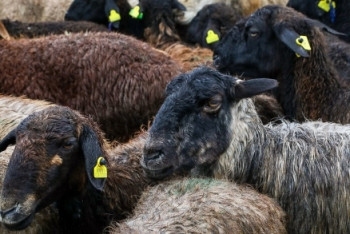 Фотография к новости: Последствия празднования Курбан-айта в Капшагае прокомментировал акимат