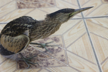 Фотография к новости: Редкую птицу обнаружили во дворе школы в Уральске