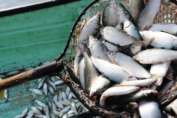 Фотография к новости: Более 20 тонн рыбы из Атырау везут на ярмарку в Астану