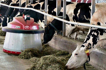 Фотография к новости: Робот кормит коров и чистит стойло на ферме в Туркестанской области 