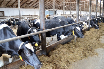 Названа причина массового забоя скота в Актюбинской области