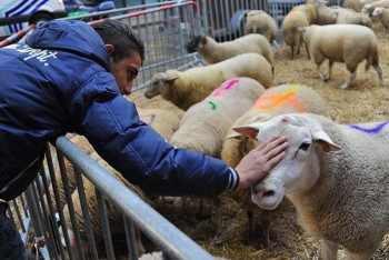 Фотография к новости: О запрете продажи скота в стихийных местах предупреди в ДВД Алматы