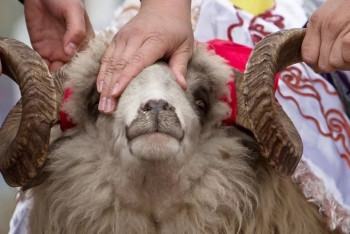 Во сколько обойдётся казахстанцам баран на Курбан-айт