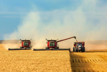 Фотография к новости: Урожай зерновых более 5 миллионов тонн ожидается собрать в Акмолинской области