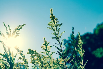 Фотография к новости: Погоду без осадков обещают синоптики в Казахстане 15 августа 