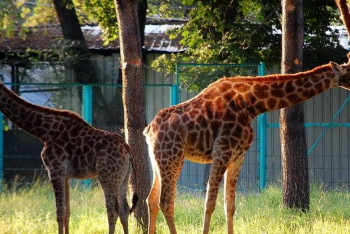 Фотография к новости: Ежемесячный санитарный день объявили в зоопарке Алматы