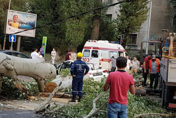 Дерево упало на авто в Алматы: женщина получила сотрясение мозга и перелом