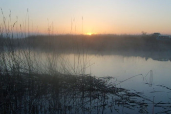 Водоросли спровоцировали гибель рыбы в Актюбинском водохранилище