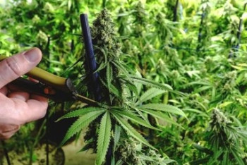 Фотография к новости: Более 200 кг конопли изъяли полицейские в Акмолинской области