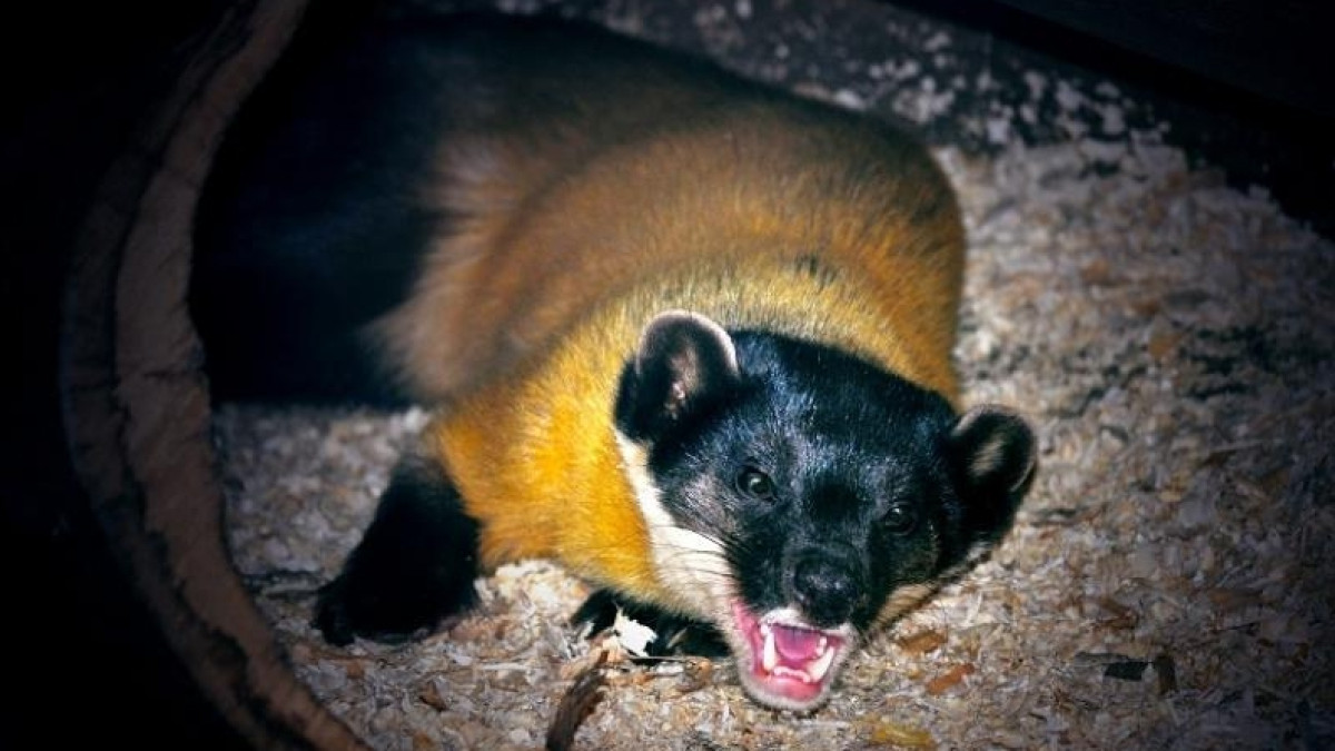 из открытых источников