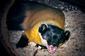 Фотография к новости: Особенный зверёк по кличке Харитон появился зоопарке Алматы