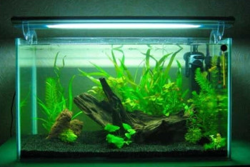 Аквариум стал причиной смерти ребенка в Экибастузе