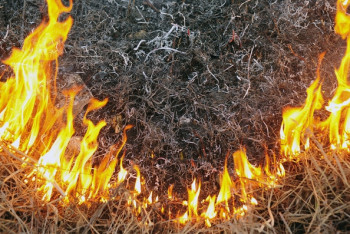  Лесник скончался во время тушения пожара в Жамбылской области 