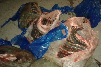 Фотография к новости: Свыше 7 млн тенге грозит мангистаусцу за нелегальную перевозку осетровых 