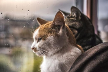 Фотография к новости: Прогноз погоды на август озвучили синоптики