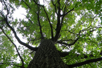 Фотография к новости: Алматинские дубы заражены серьёзной инфекцией  – экологи