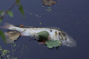 Проверка по факту массовой гибели рыбы проводится в Актобе