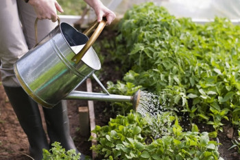 Фотография к новости: Самозанятым помогают развивать огородничество и животноводство в СКО