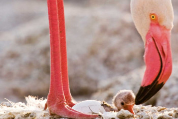 Фотография к новости: Детёныш фламинго впервые появился в Алматинском зоопарке