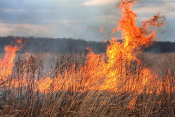 Почти сутки тушили пожар в степи Восточно-Казахстанской области