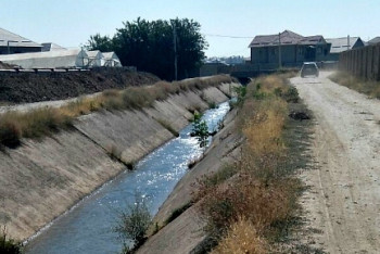 Девочка умерла, спасая собаку в Шымкенте: в полиции завели уголовное дело