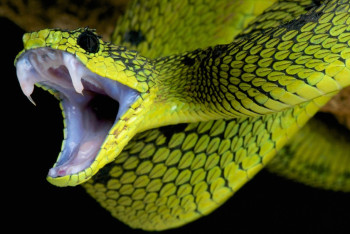 Змея заползла в квартиру на шестом этаже в Караганде