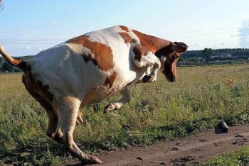 Хозяина разъяренной коровы, забодавшей четверых, не накажут в Усть-Каменогорске