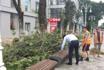 Фотография к новости: После вырубки деревьев на Арбате изменить правила по зелёным насаждениям намерены в Алматы