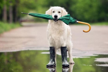 Фотография к новости: Дожди, грозы и усиление ветра обещают синоптики в Казахстане 23 июля