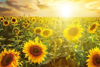 Фотография к новости: Погоду без осадков прогнозируют в южной и восточной частях страны 20 июля 