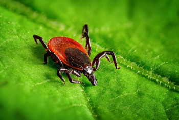 Более 2 тысяч человек пострадали от укусов клещей в Туркестанской области