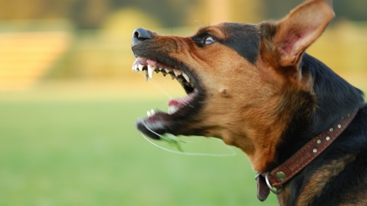 открытые источники