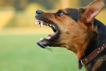 Крупную сумму выплатит хозяйка покусавшей ребёнка собаки в Карагандинской области 