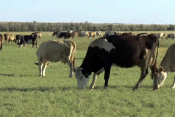 Фотография к новости: Вспышка бруцеллёза зафиксирована в СКО 