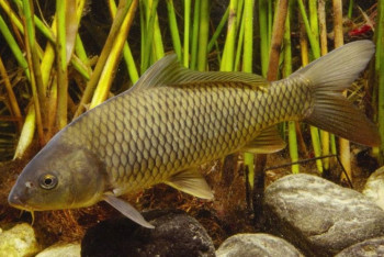 Фотография к новости: Разведение сазанов наладили в Туркестанской области